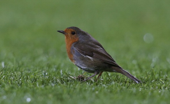 Một chú chim 'hồn nhiên' đậu xuống Old Trafford.